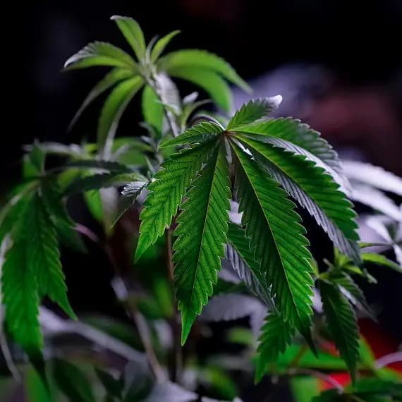 A&P Dispensary 3